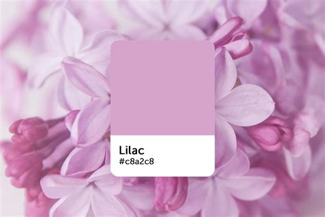 What Color Is Lilac? What It Represents, Palette Ideas, and How to Use It - Picsart Blog