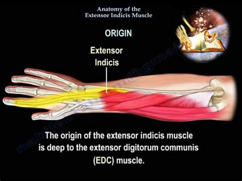 Anatomy of the Extensor Indicis Muscle - Everything You Need To Know • Video • MEDtube.net