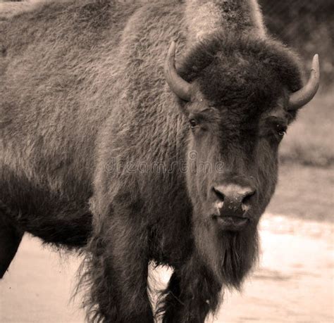 Bison are Large, Even-toed Ungulates Stock Image - Image of extinct ...