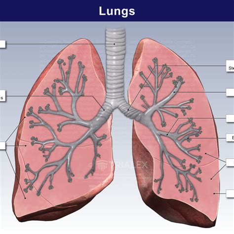 Lung Anatomy - TrialExhibits Inc.