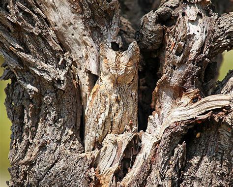 20 Amazing Examples of Owl Camouflage | Bored Panda