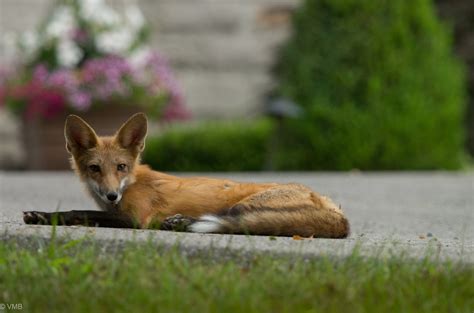 The urban fox: Key to controlling mice, rats in our yards — FERNS ...