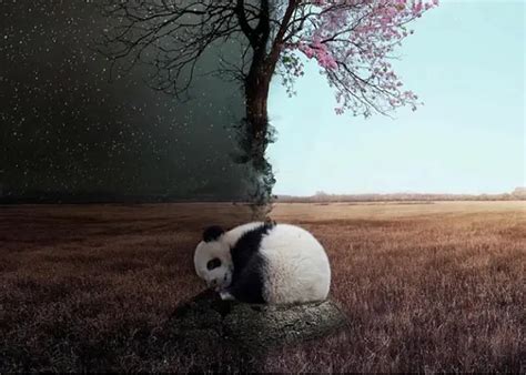 The Pandas Sleeping Habits (7 Things You Should Know!)