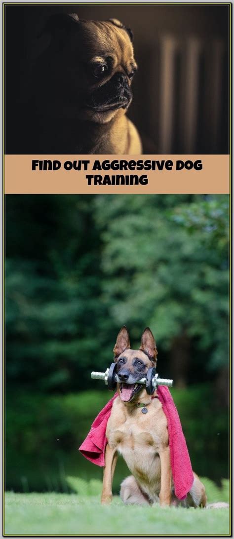 Make Aggressive Training Sessions Fun For Your Dog And You - Dog Training Tips and Tricks | Dog ...