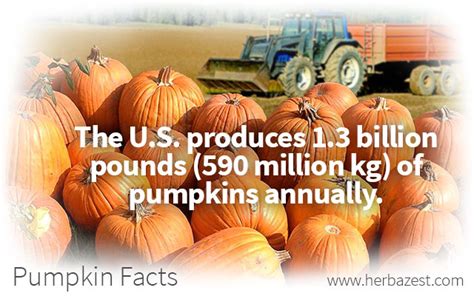 Pumpkin Facts | HerbaZest