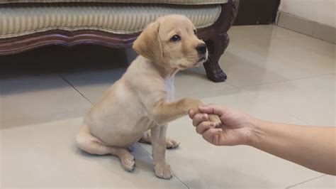 Labrador puppy training - YouTube