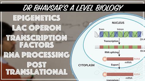 Gene regulation for A level biology - YouTube