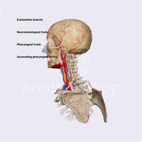 Ascending pharyngeal artery | Arteries of the head and neck | Head and Neck | Anatomy.app ...