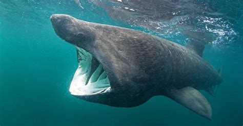 What Do Basking Sharks Eat? Their Diet Explained - AZ Animals