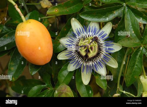 La passiflore Passiflora Caerulea fruit et Photo Stock - Alamy