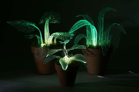 Evergreen Plants That Glow In the Dark - Charismatic Planet