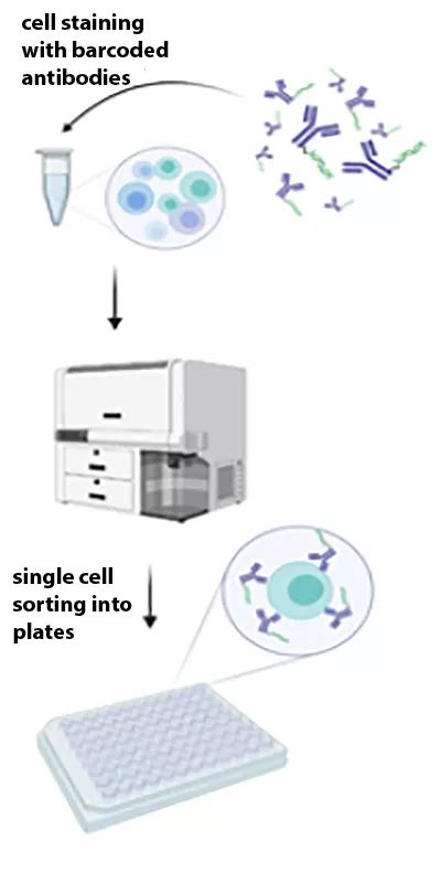 Primer Panel for T cell receptor amplification (SJ-21-0039) | St. Jude Research