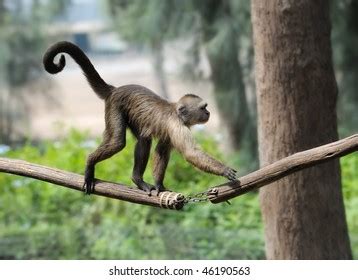 Monkey Zoo Game Asking Food Stock Photo 46190563 | Shutterstock