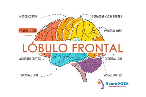 Lóbulo frontal: la esencia de nuestra personalidad | NeuroDoza