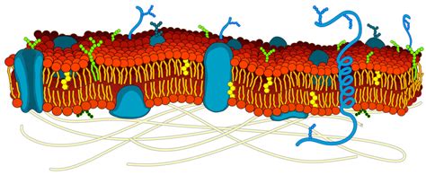 Core Biology - Unit 2 - The Cell - Parts of the Cell Membrane Diagram | Quizlet