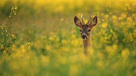 Wildlife Photography Deer