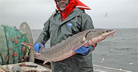 Atlantic Sturgeon (Acipenser oxyrinchus oxyrinchus) | U.S. Fish ...