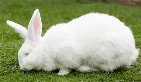 White Rabbit Breeds | 7 White Pet Rabbit Breeds | Hutch and Cage