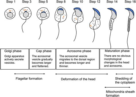 Post‐meiotic differentiation of mouse spermatozoa. The morphological ...