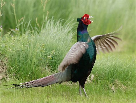 Japan's national bird - 雉(Kiji), or the Green Pheasant, Phasianus versicolor, also known as ...