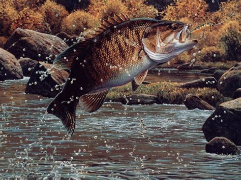 🔥 [47+] Bass Fishing Wallpapers HD | WallpaperSafari