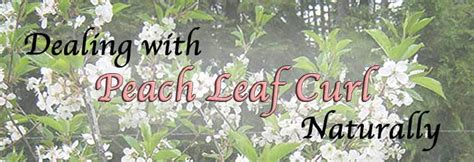 Dealing With Peach Leaf Curl Naturally - Sustainable Preparedness