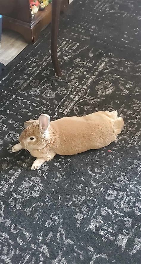 What Breed is Fluffy?? : r/Rabbits