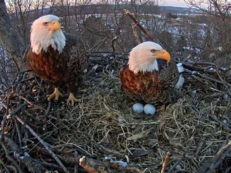 WATCH EGGS HATCHING NEW BEAUTIFUL BIRDS NOW (With images) | Bald eagle ...