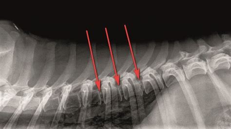 astronauta Series de tiempo medallista enfermedades de la columna vertebral en perros lantano ...