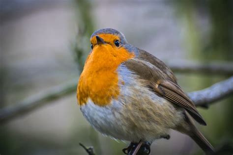 12 Spiritual Meanings of Red Robin and Symbolism in 2024