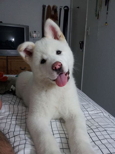 12 Reasons Akita Inus Are Actually The Worst Dogs To Live With