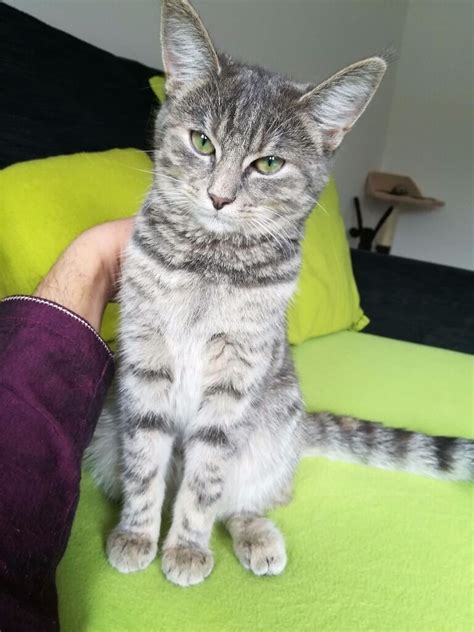 Tabby Tiger Stripe gorgeous kitten nearest offer accepted | in Wishaw, North Lanarkshire | Gumtree