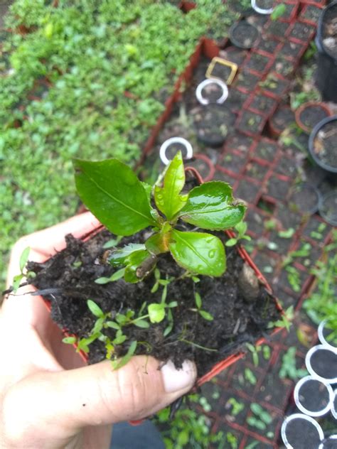 Seedling peach tree success/proof that it's worth it to grow from seed. (fruit-trees forum at ...