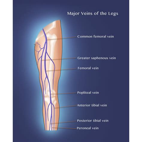 Major Veins of the Leg Poster Print by Monica Schroeder/Science Source (24 x 36) - Walmart.com ...