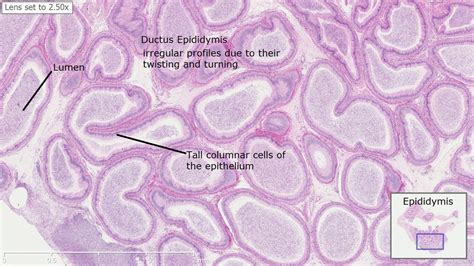 Bovine Epididymis Histology | OVAM