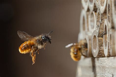 A handbook on Solitary bees is being published in March 2017 | Milton Keynes Natural History Society