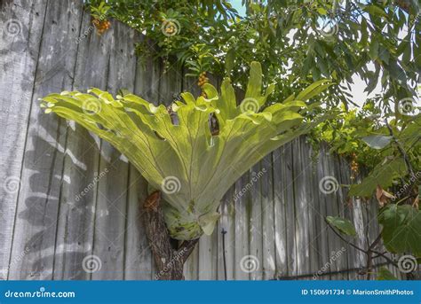 Stag horn plant stock photo. Image of fresh, antler - 150691734