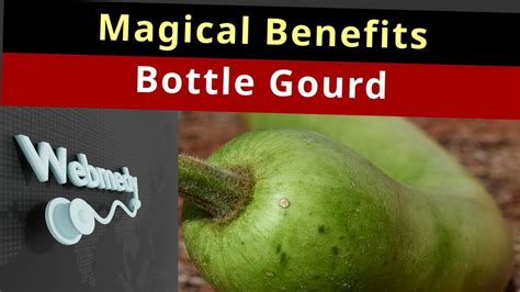 Bottle Gourd: A Magic Potion for Your Health? | Top 10 Health Benefits ...