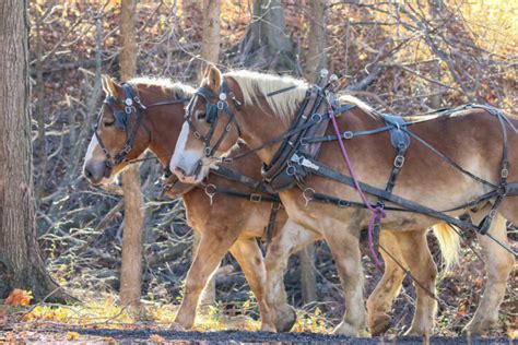 Work Horse Breeds for Farmsteading and Forestry – Mother Earth News