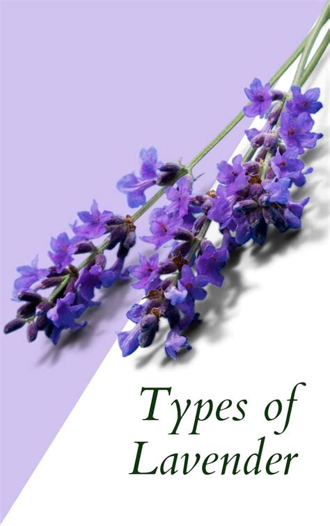 Types of lavender | Plants with pink flowers, Lavender varieties, Lavender plant