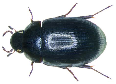 Hydrobius fuscipes