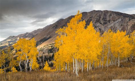 Yellow Aspen Trees Forest Wallpapers - Wallpaper Cave