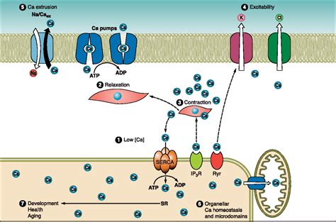 Figure 1 from Sarcoplasmic reticulum function in smooth muscle. | Semantic Scholar