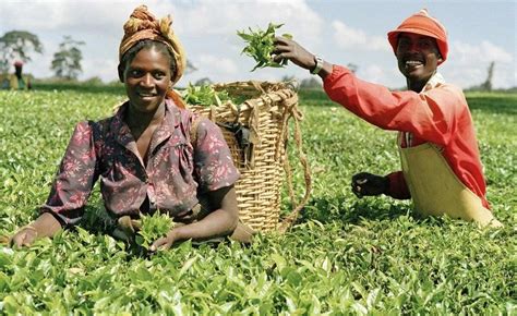 Cash crops in Nigeria and where they are found - Legit.ng