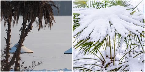 Does it snow in Florida? Where to see snow in Florida this season ...