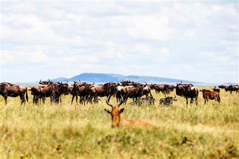 Serengeti Migration Safari - Tanzania Joy Tours I Kilimanjaro Climb I ...