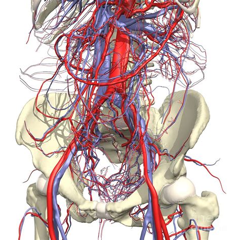 Pelvic Vessel Anatomy