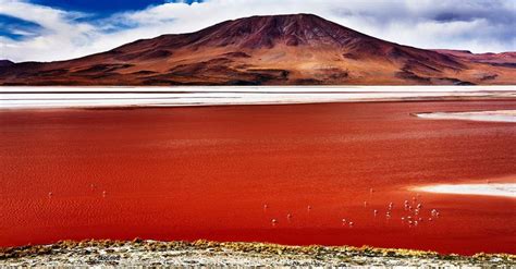 LAGUNA COLORADA - (Potosi Bolivia) | Tours | Fotos | Flamencos