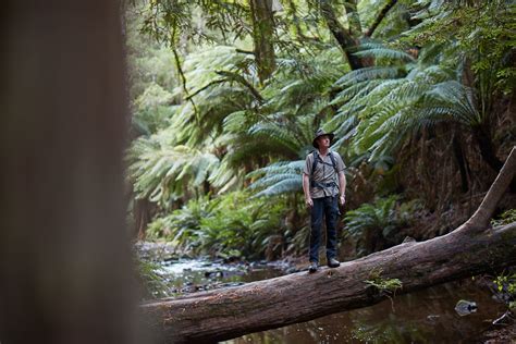 Great Otway National Park - Visit Great Ocean Road