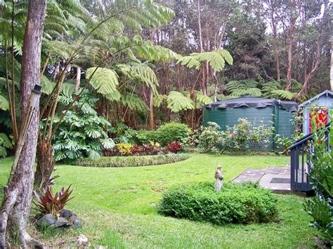 Dale and Chery's gorgeous back yard in the rainforest at Volcano, Hawaii. | Plants, Backyard, Hawaii